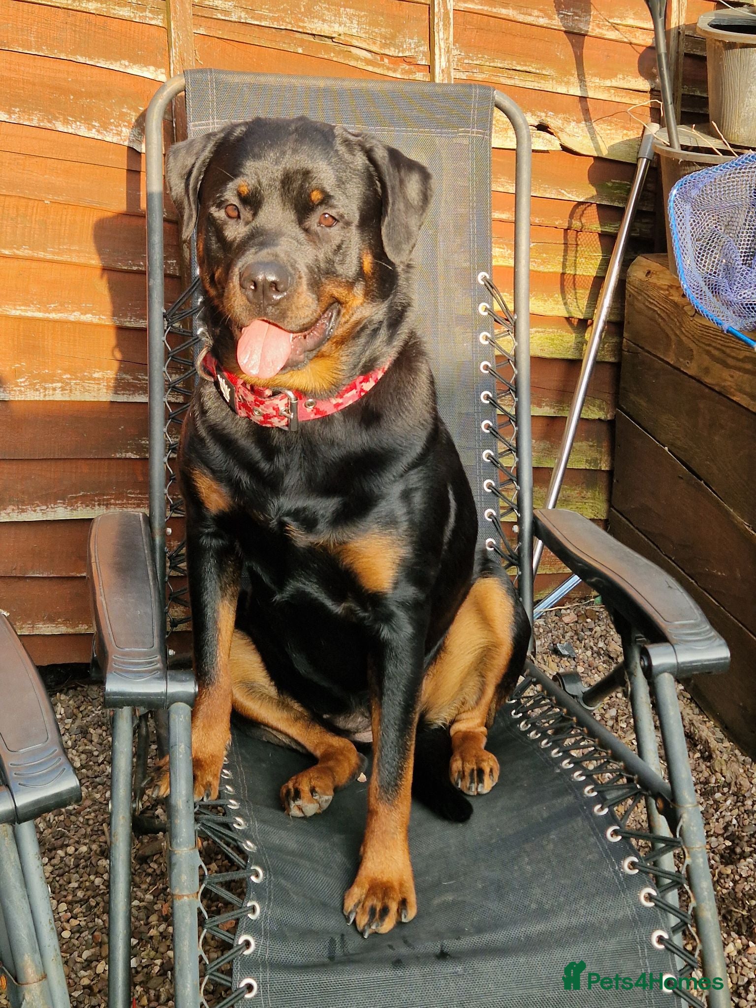 Rottweiler dogs X2 Girl Rottweiler puppies available  - Advert 2