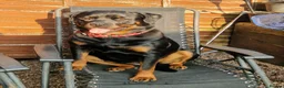 Rottweiler dogs for sale: Rottweiler puppies - Advert 15