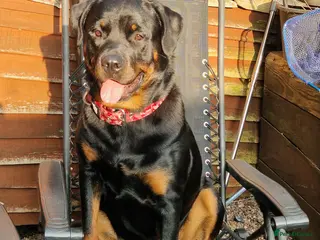 Rottweiler dogs X2 Girl Rottweiler puppies available - Advert 1
