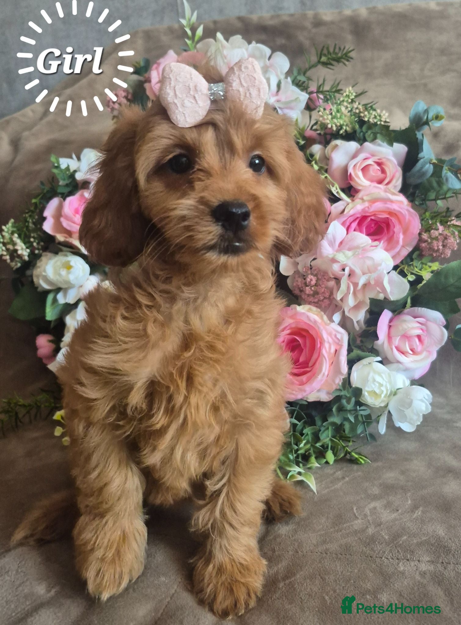 Cavapoo dogs 🧡CAVAPOO PUPPIES EXTENSIVELY DNA HEALTH TESTED🧡  - Advert 2