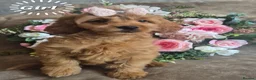 Cavapoo dogs for sale: 🧡CAVAPOO PUPPIES EXTENSIVELY DNA HEALTH TESTED🧡  - Advert 3