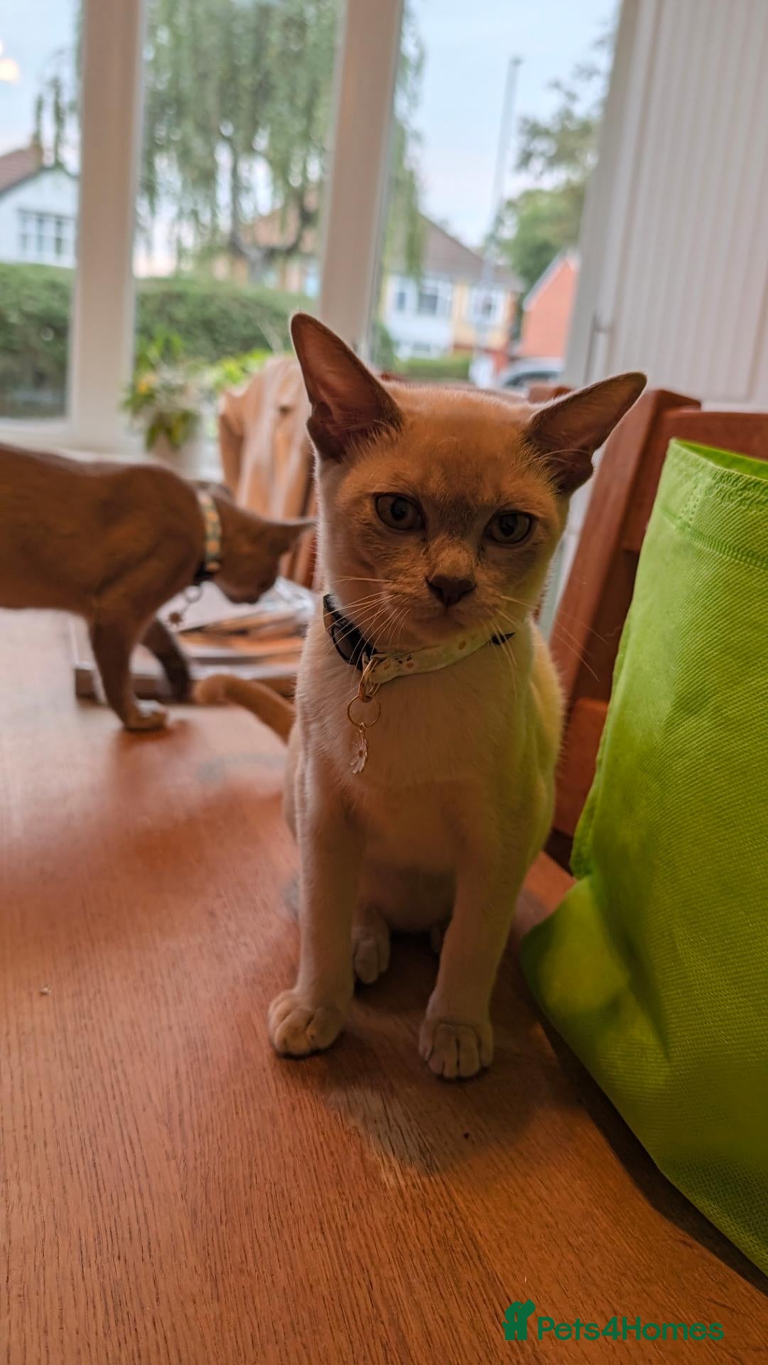 Burmese cats 2 beautiful girls wanting their forever homes - Advert 1
