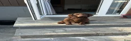 Cocker Spaniel dogs for sale: Male cocker Spaniel  - Advert 2