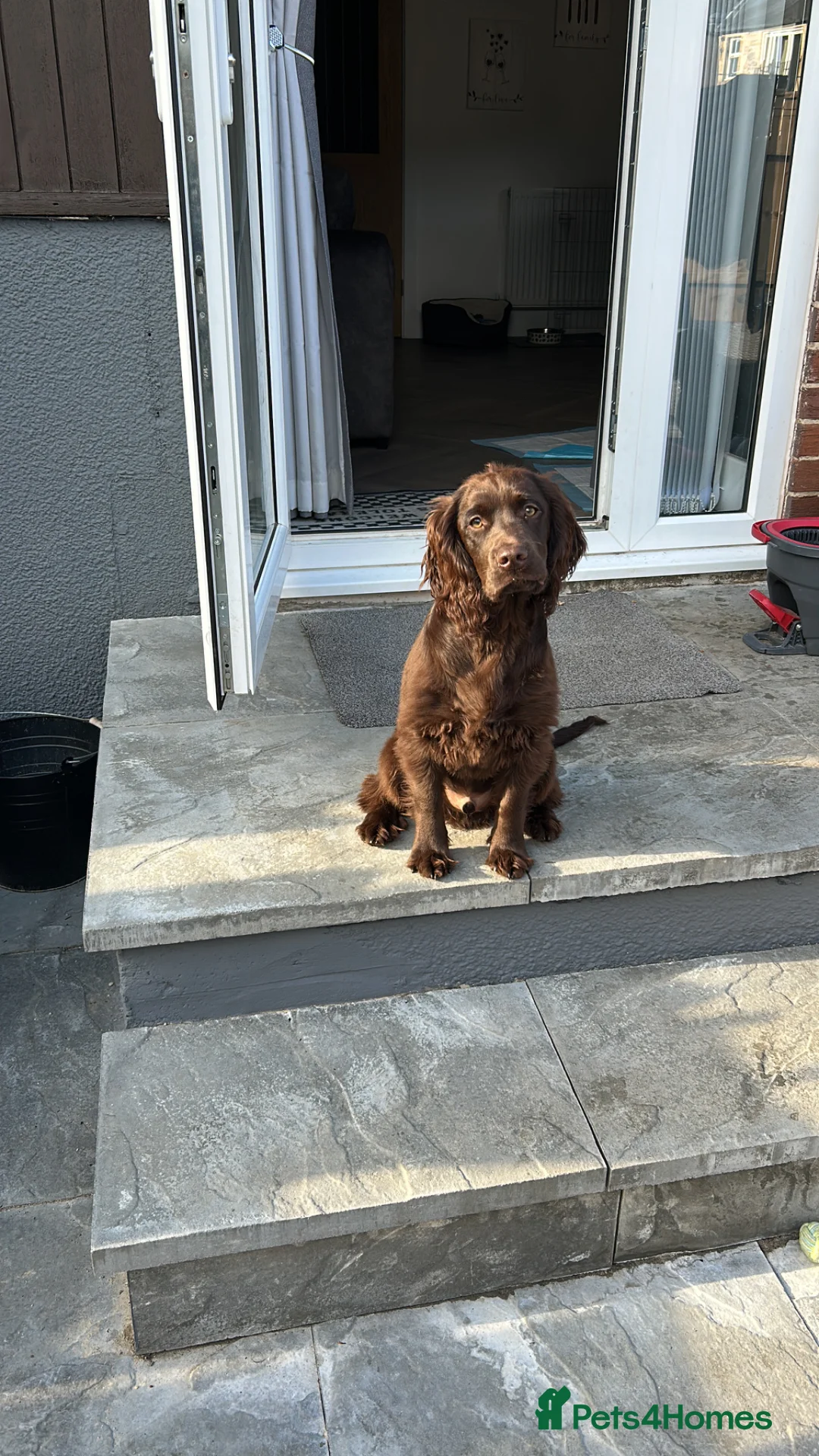 Cocker Spaniel dogs for sale: Male cocker Spaniel  - Advert 2