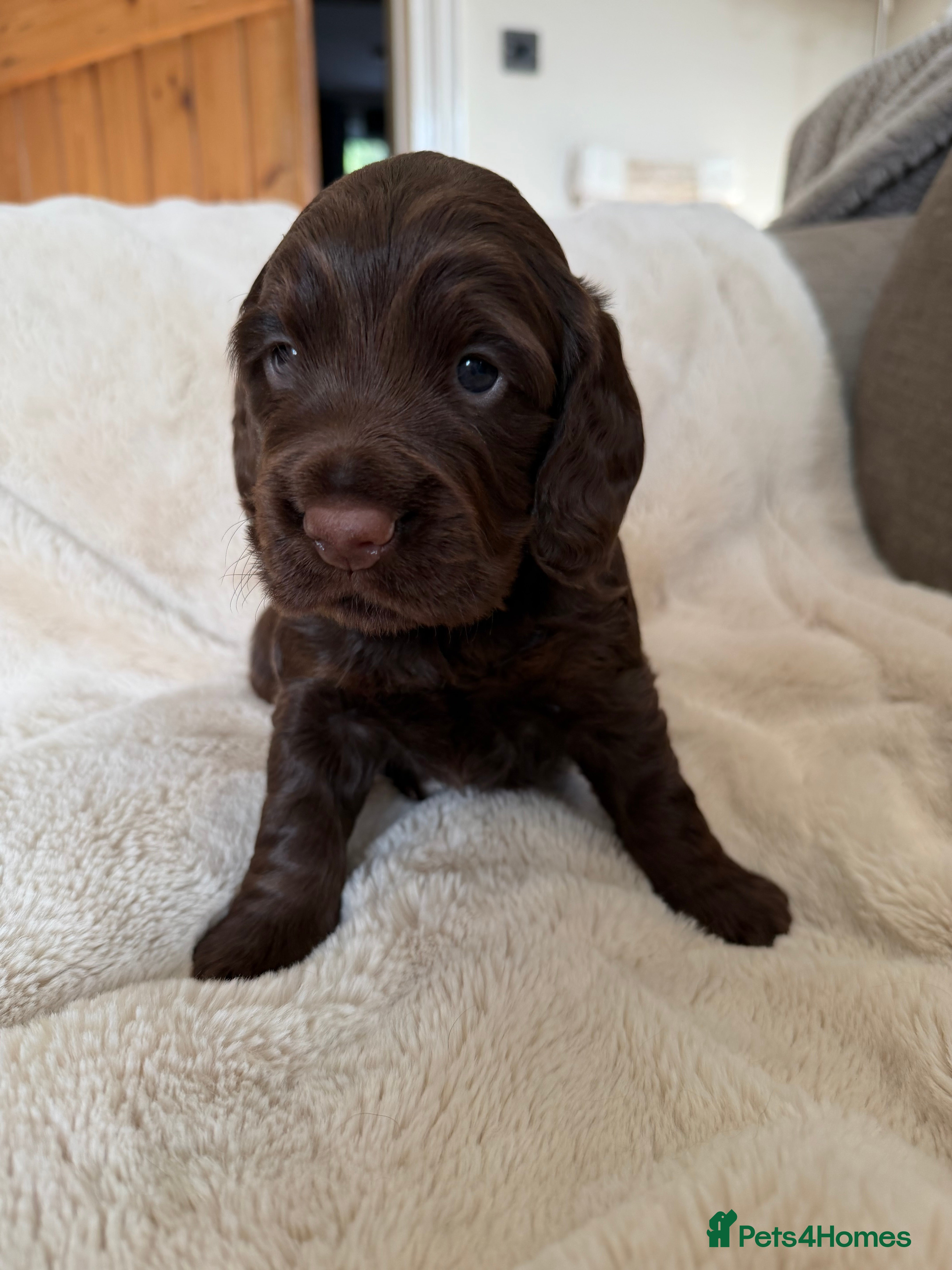 Cocker Spaniel dogs Stunning chocolate Kc Cocker Spaniel puppies - Advert 2