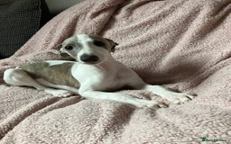 Whippet dogs for sale: Kc reg whippets  - Image 1