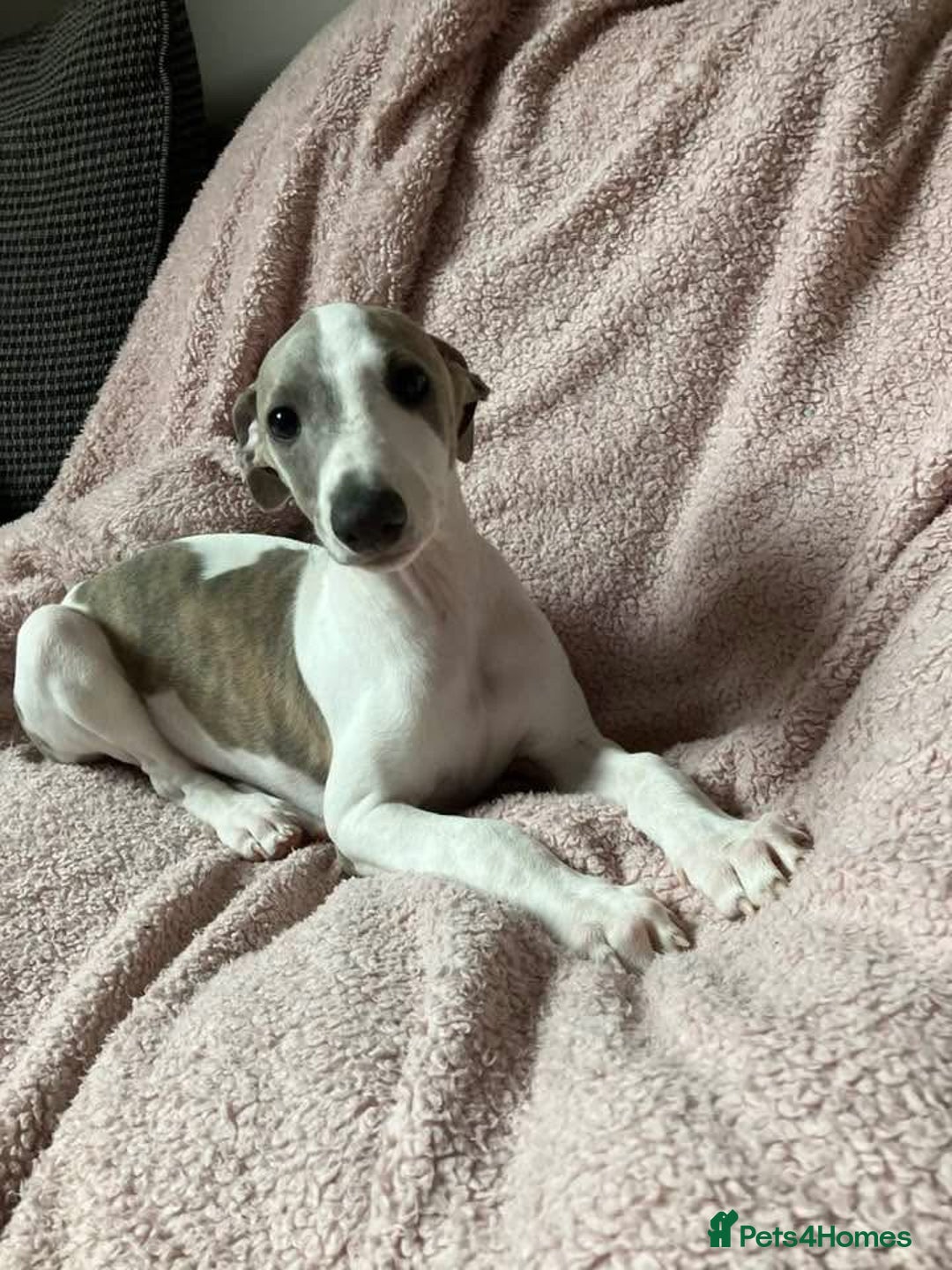 Whippet dogs for sale: Kc reg whippets  - Image 1