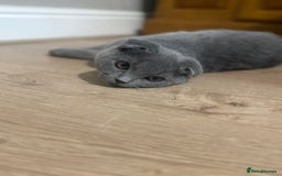 Scottish Fold cats for sale: Stunning Male lilac BSH & Grey Scottish Fold x BSH - Advert 13