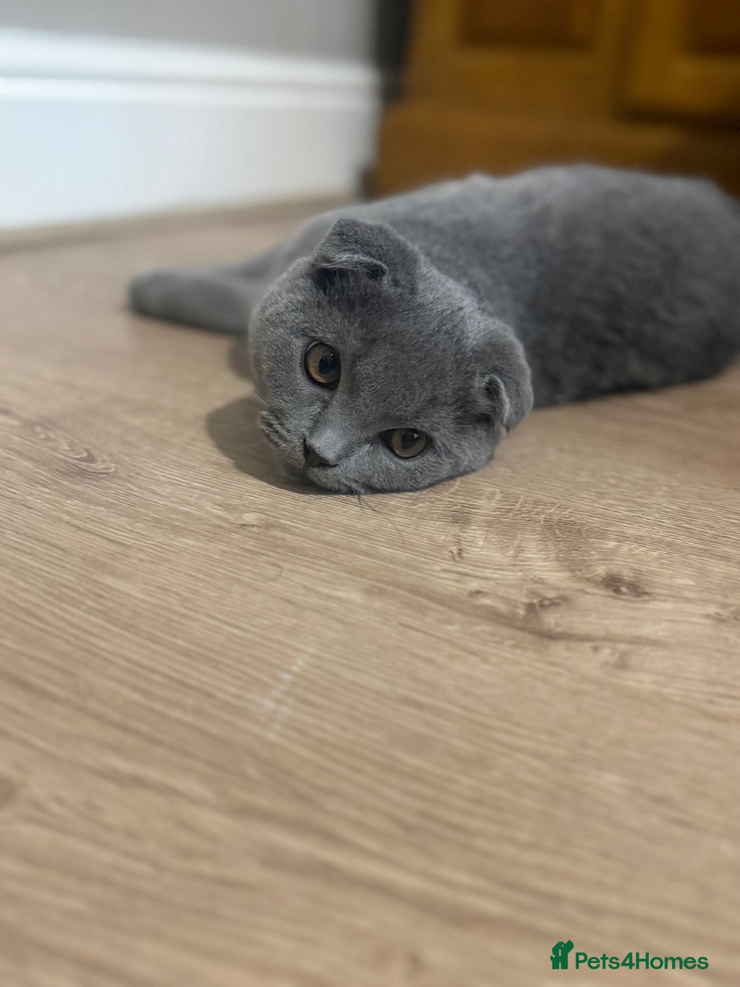 Scottish Fold cats for sale: Stunning Male lilac BSH & Grey Scottish Fold x BSH - Advert 13