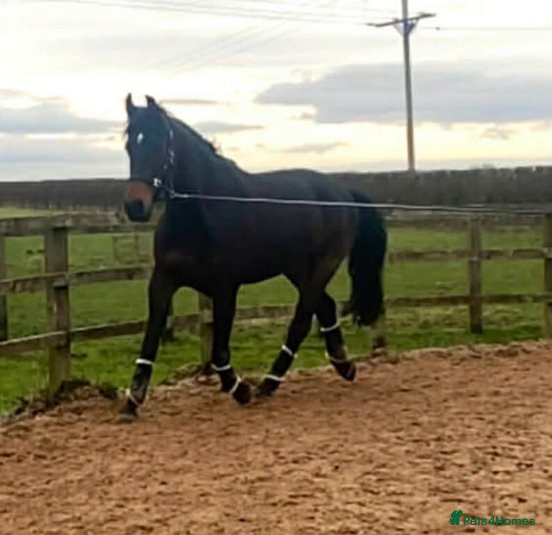 Irish Draught horses for sale: 17.2 WB x Irish Draft Restart Project NO novices - Advert 2