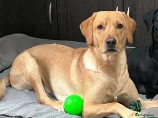 Labrador Retriever dogs PROVEN, KC REG,HEALTH TESTED LABRADOR FOR STUD - Advert 11