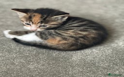 Mixed Breed cats for sale: Part Bengal Ginger Kittens for Sale - READY NOW - Image 4