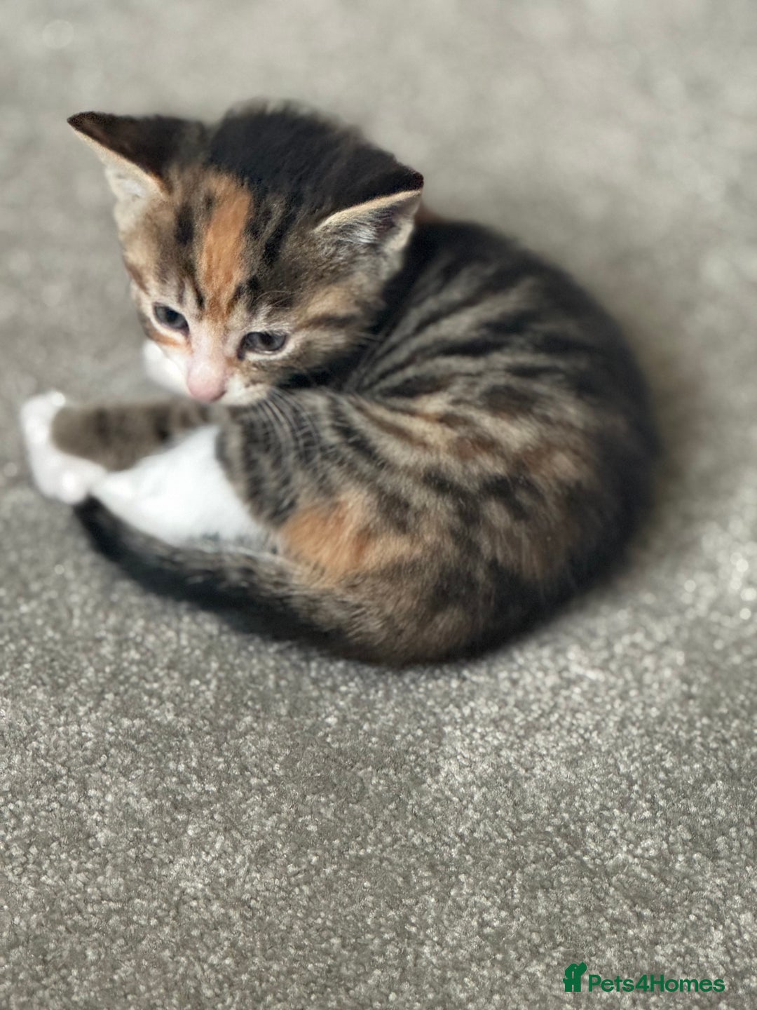 Mixed Breed cats for sale: Part Bengal Ginger Kittens for Sale - READY NOW - Image 4
