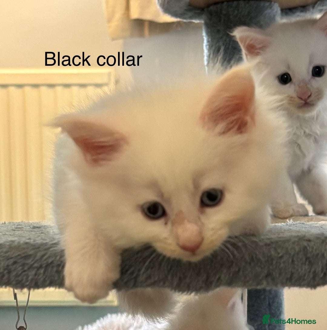 Maine Coon cats for sale: TICA & Council licensed white/black Maine Coons - Image 25