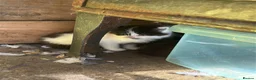 Mixed Breed cats for sale: Loving Homes Wanted 🐾 - Advert 22