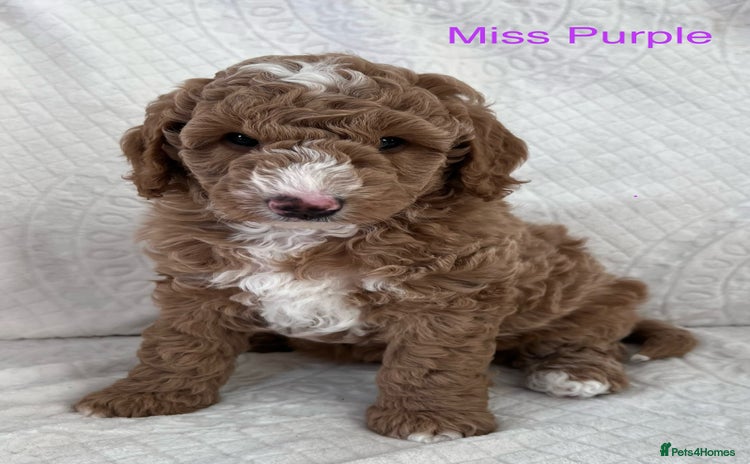 Goldendoodle dogs - Advert 2