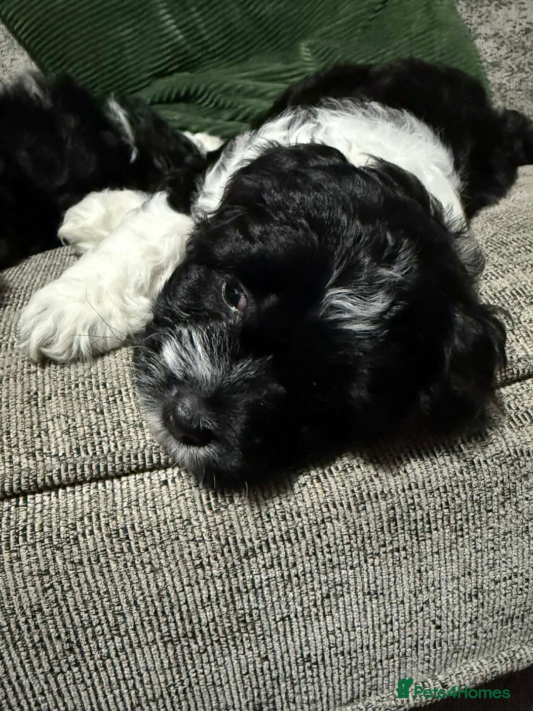 Mixed Breed dogs for sale: 3 LEFT - Cockapoo Cavapoo Puppies - READY TO GO - Advert 10