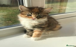 Egyptian Mau cats for sale: Adorable Calico Kitten Seeking Forever Home - Image 4