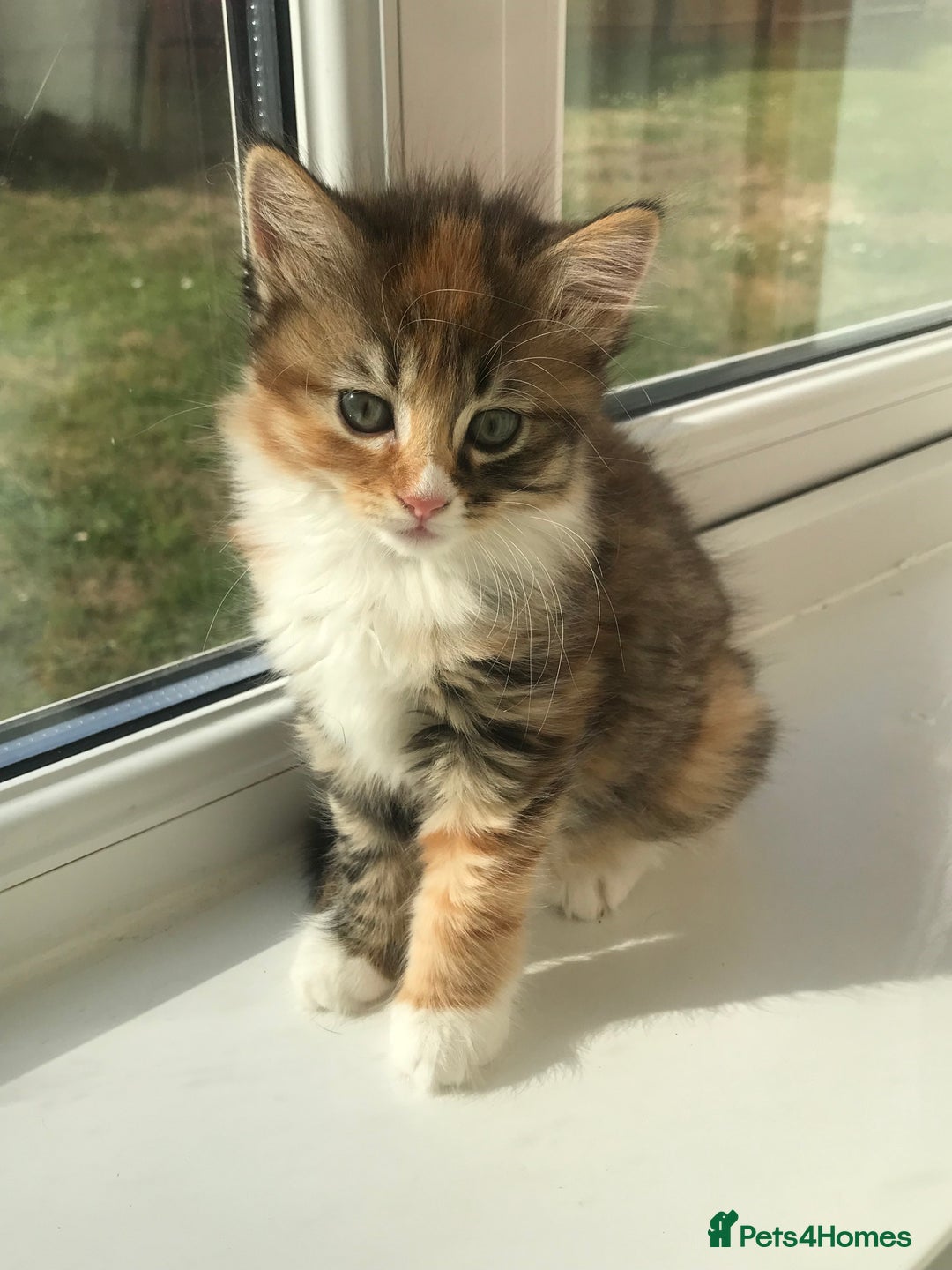 Egyptian Mau cats for sale: Adorable Calico Kitten Seeking Forever Home - Image 4