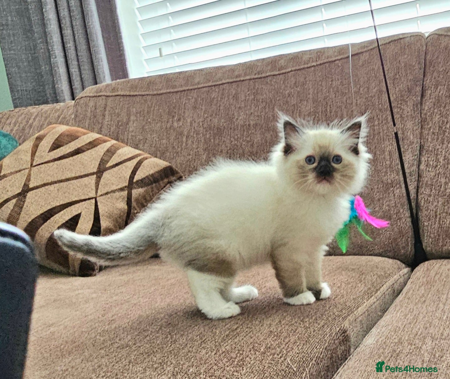Ragdoll cats for sale: Stunning Ragdoll kittens.  - Advert 6