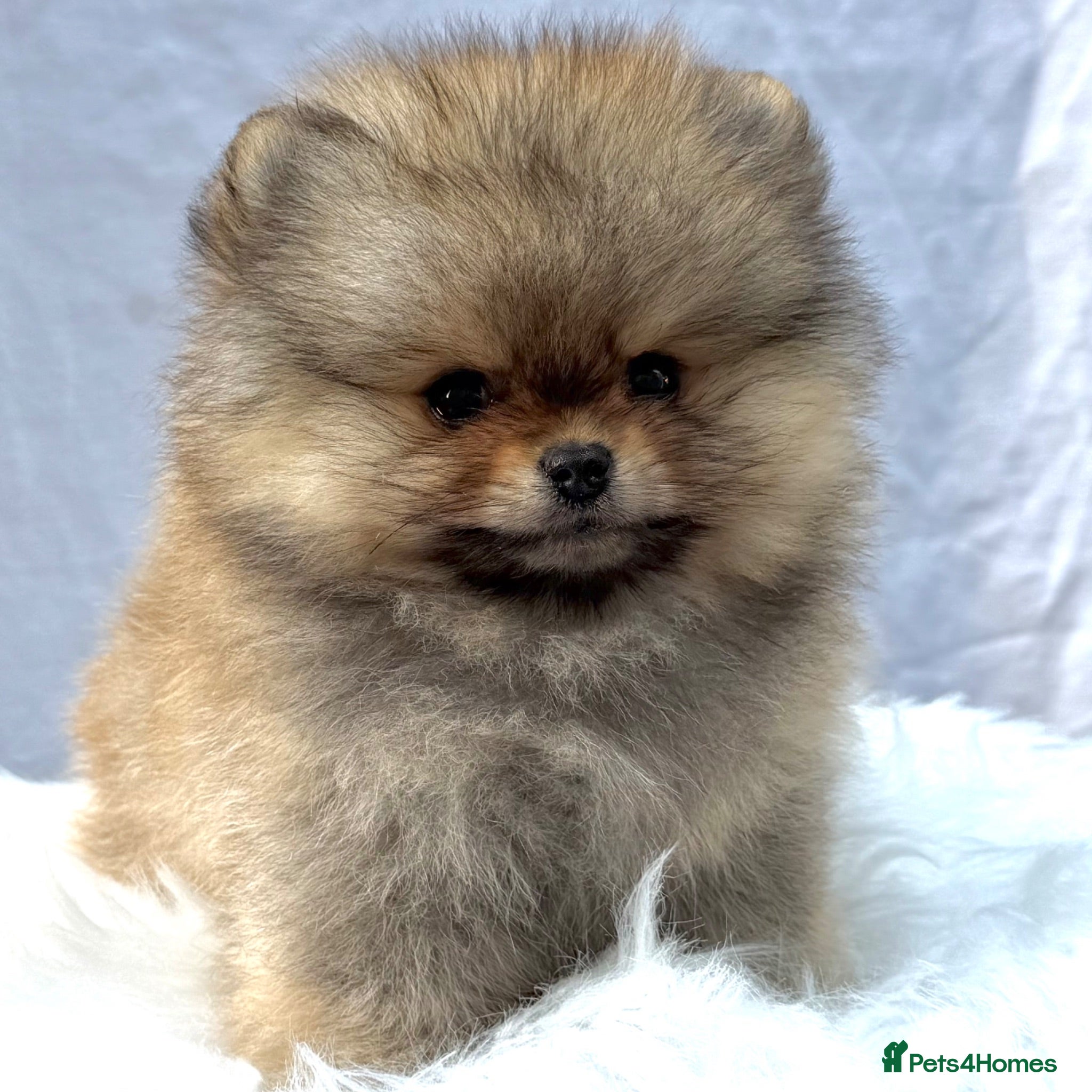 Pomeranian dogs ✨ Tiny Teddy Face Pomeranian Puppies 🐻✨ - Advert 2