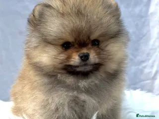 Pomeranian dogs ✨ Tiny Teddy Face Pomeranian Puppies 🐻✨ - Advert 1