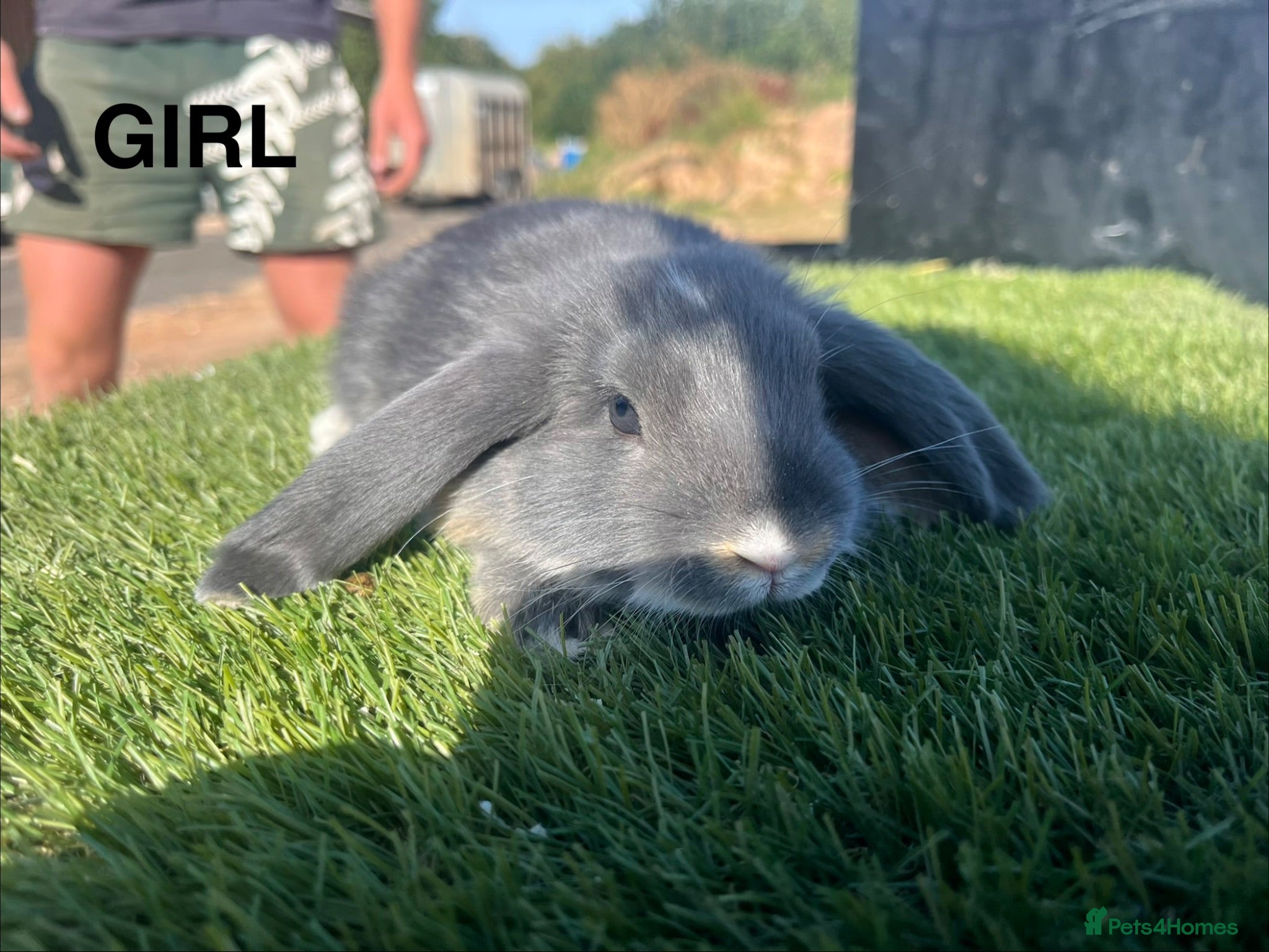 Mini Lop rabbits Mini Lop Kits  - Advert 2