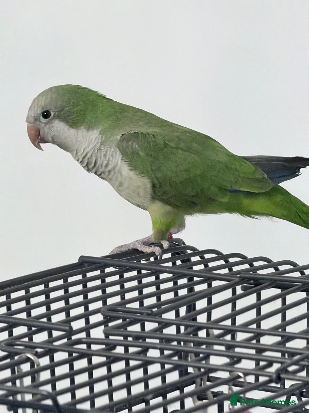 Parakeets birds for sale: Quaker parakeet  - Advert 3