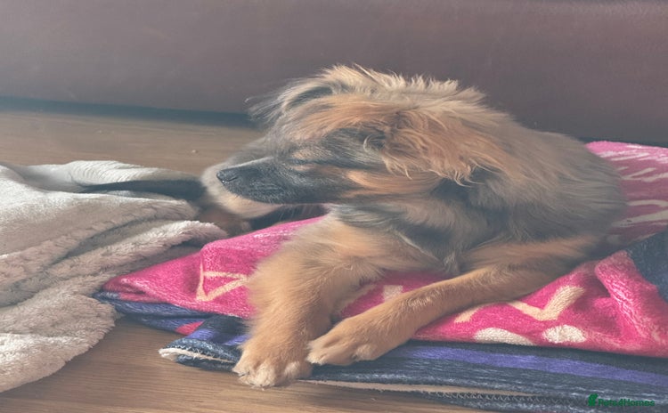 Chihuahua dogs - Advert 1