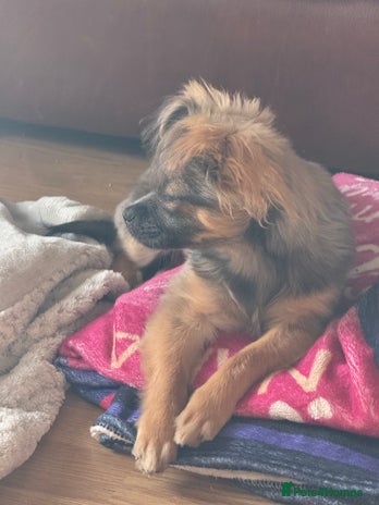 Chihuahua dogs - Advert 1