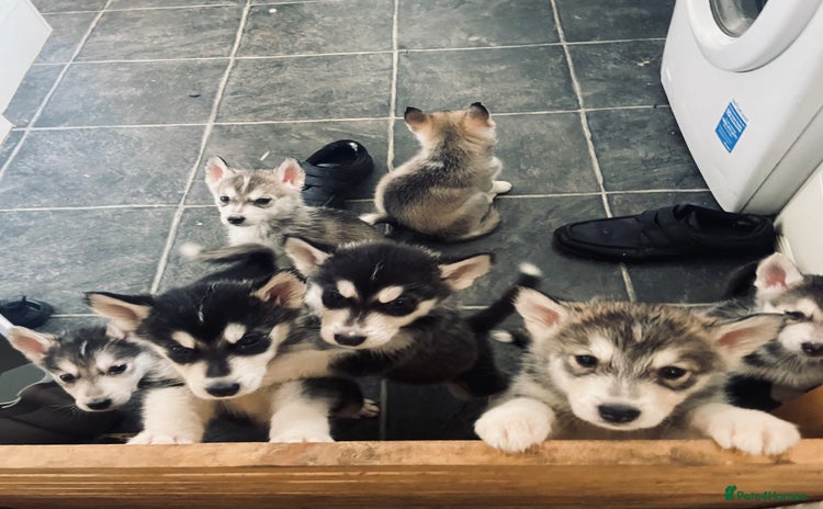 Alaskan Malamute dogs in Newark - Advert 1