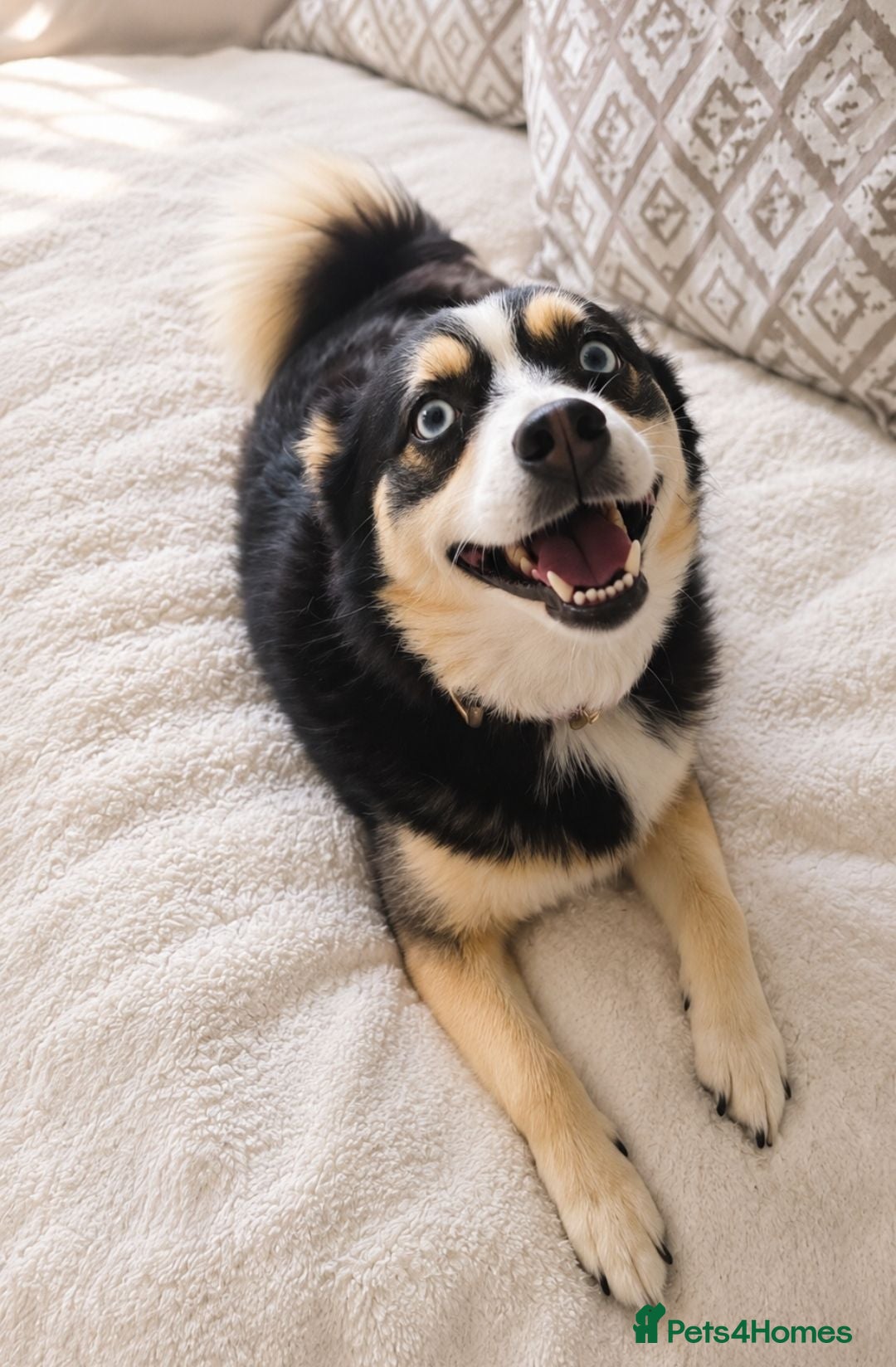 Pomsky dogs Reluctant sale of beloved girl - Advert 3