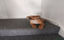 Mixed Breed dogs for sale: Handsome boy need a proper home - Image 3