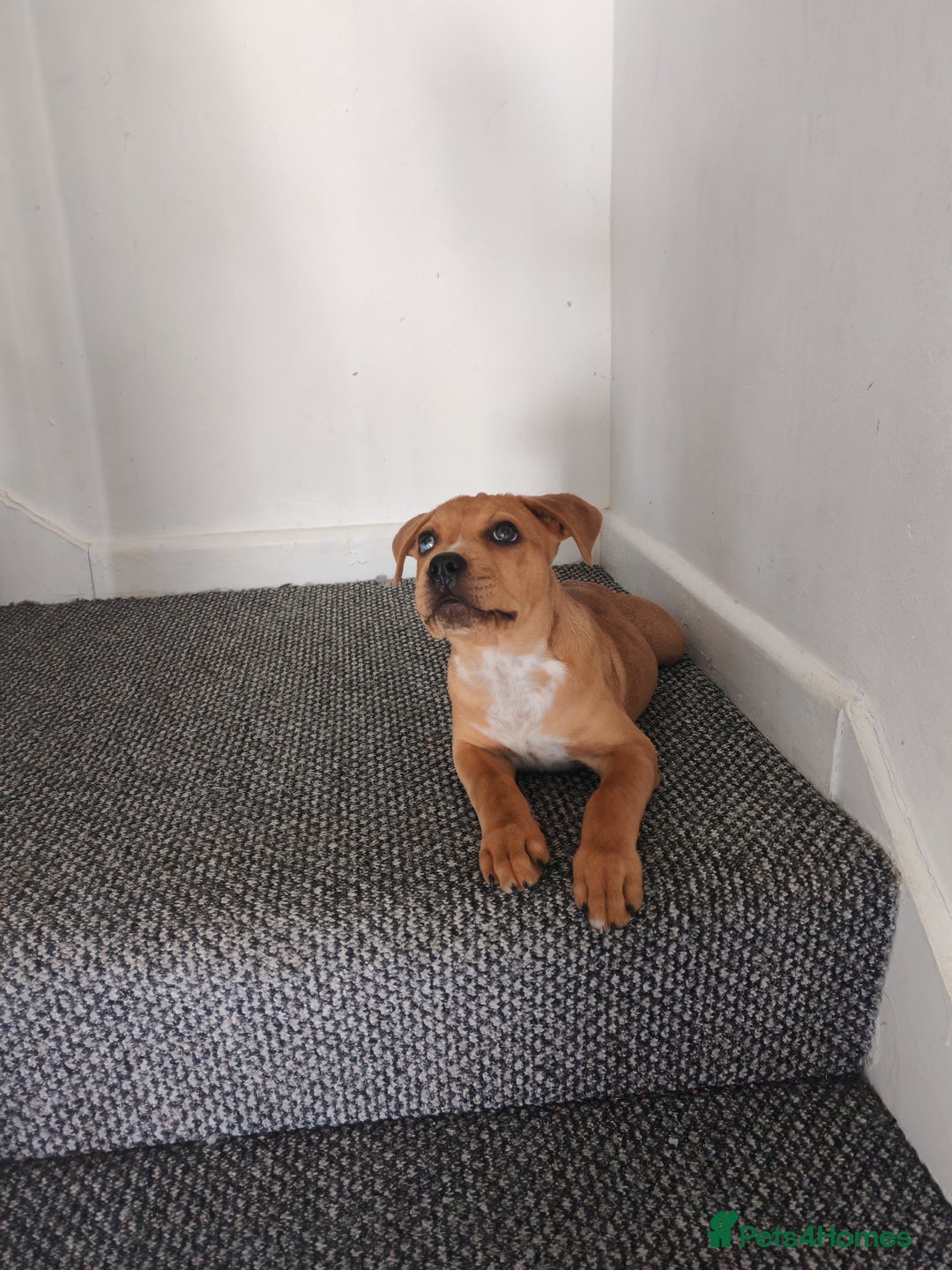 Mixed Breed dogs for sale: Handsome boy need a proper home - Image 3