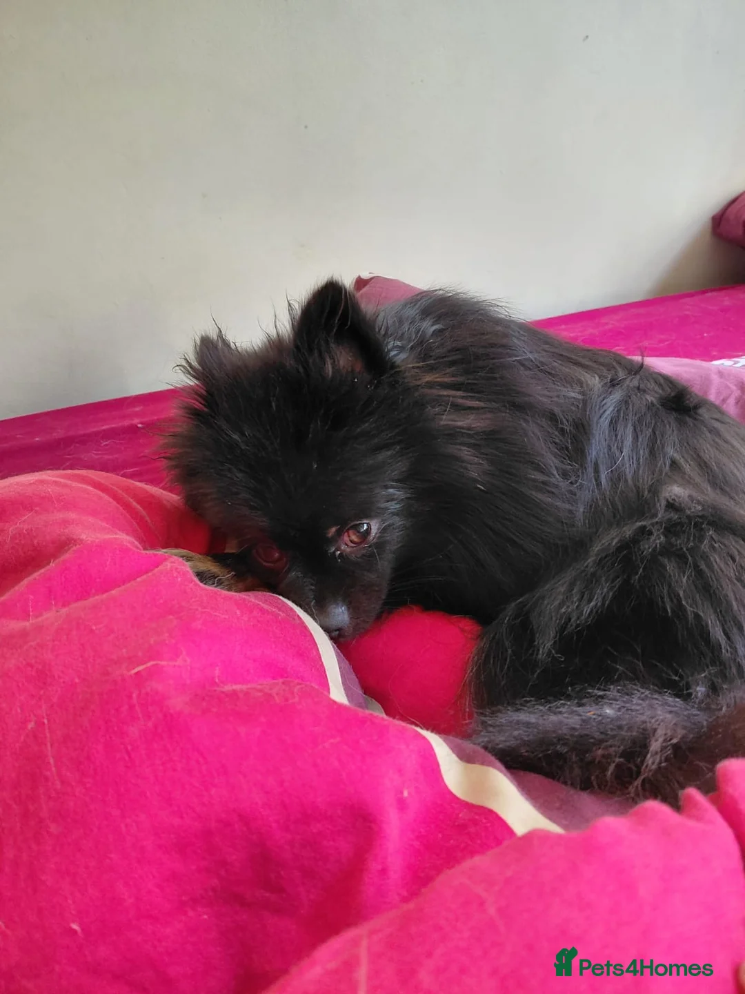 Pomeranian dogs for sale: Loving pomeranian for sale - Advert 5