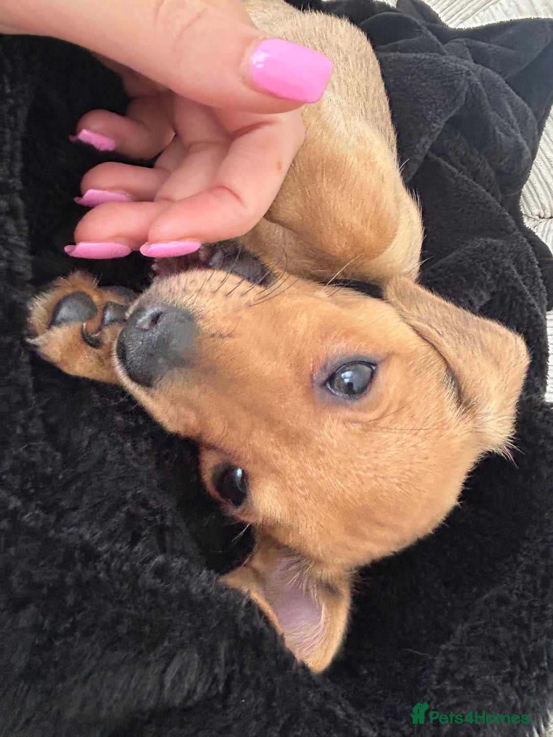 Mixed Breed dogs for sale: Mini Dachshund x Pomeranian girl - Image 3