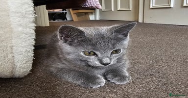Chartreux cats - Advert 8
