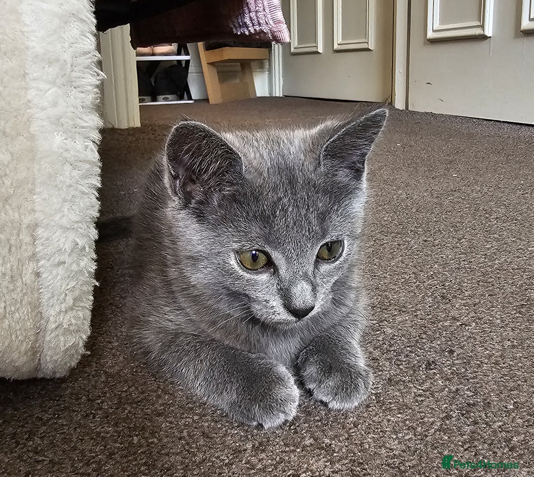 Chartreux cats for sale: 🌟Exclusive GCCF Chartreux Kitten – Elegant Amber - Image 2