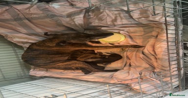 Mixed Breed dogs - Advert 1