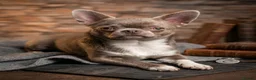 Chihuahua dogs for sale: 🌟 Exceptional Smooth-Coat Chihuahua Girls  - Advert 10