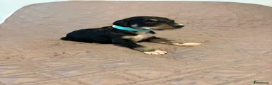 Saluki Puppy 8
