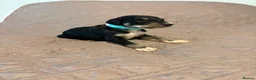 Saluki dogs for sale: Beautiful Saluki pups from champion lines - Advert 8