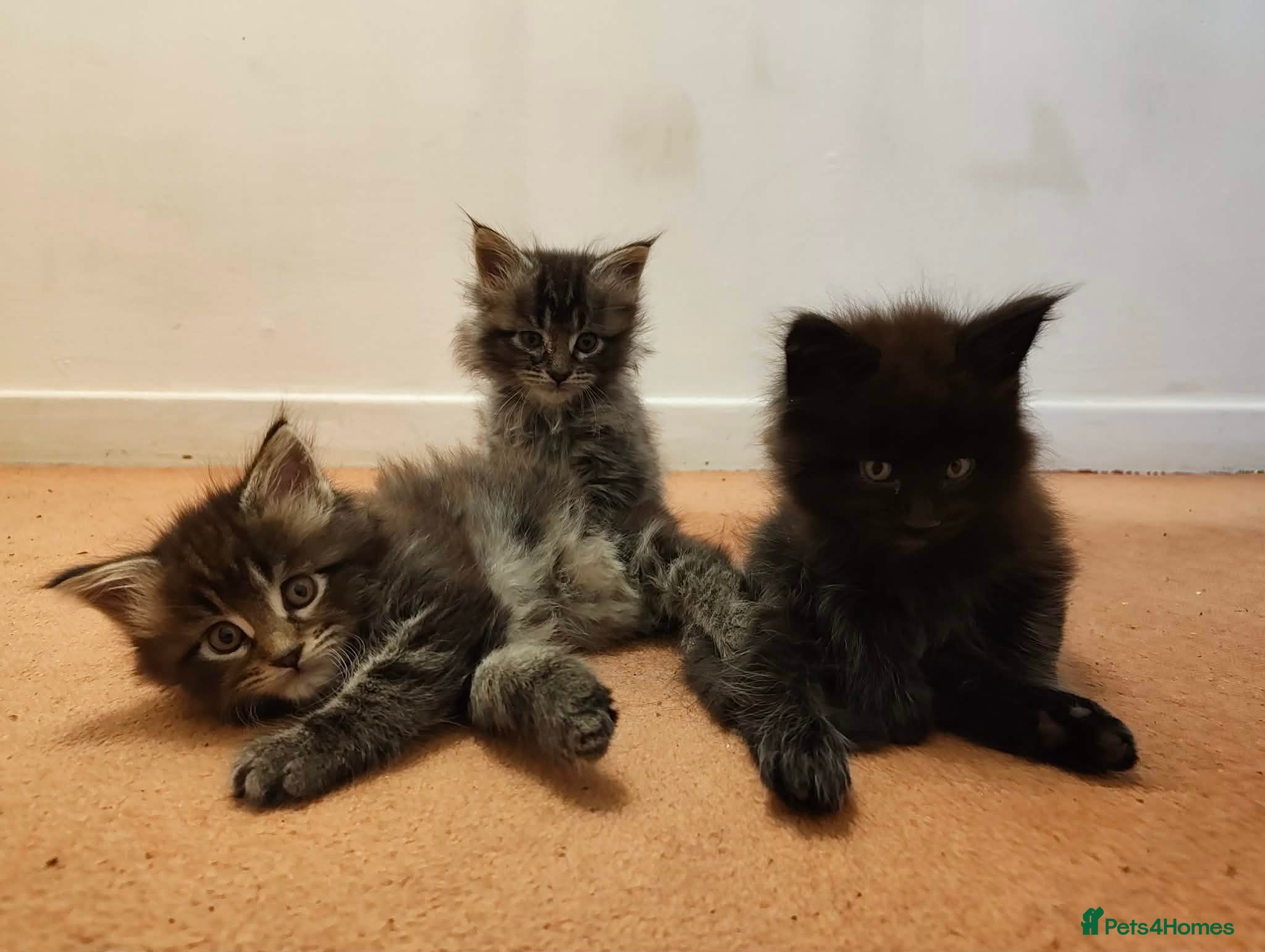 Maine Coon cats 3 Maine coon kittens for sale - Advert 12
