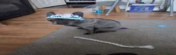 French Bulldog dogs for sale: Blue FrenchBulldog Puppies 3 Generations of Health - Advert 8
