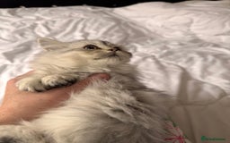 British Longhair cats for sale: British Long Hair Kittens - Image 31