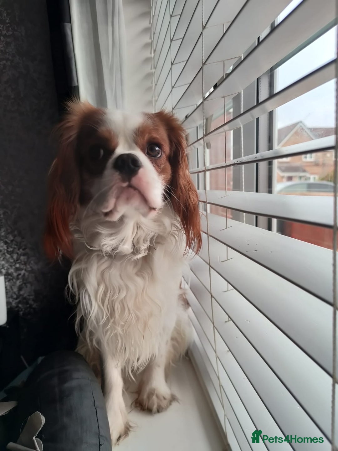 Cavalier King Charles Spaniel dogs for stud: Cavalier King Charles Spaniel available for Stud in Liverpool - Advert 5