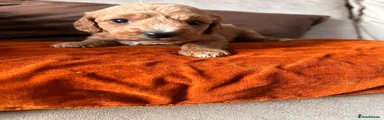 Mixed Breed 1