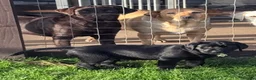 Labrador Retriever dogs for sale: Labrador puppies from a 5 Star License Breeder  - Advert 7