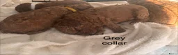Cavapoo dogs for sale: 💕💕💕  F1 Cavapoo females Deep  Red  puppies  - Advert 15