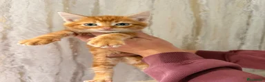 Maine Coon 2